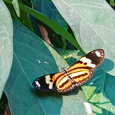 פוארטו איגואסו Posada Maria Iguazu מראה חיצוני תמונה