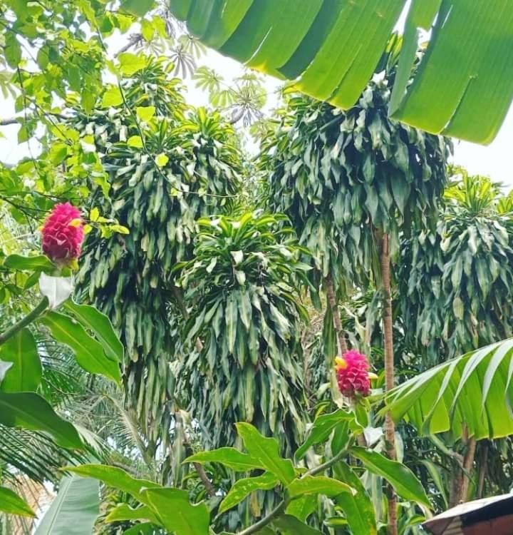 פוארטו איגואסו Posada Maria Iguazu מראה חיצוני תמונה