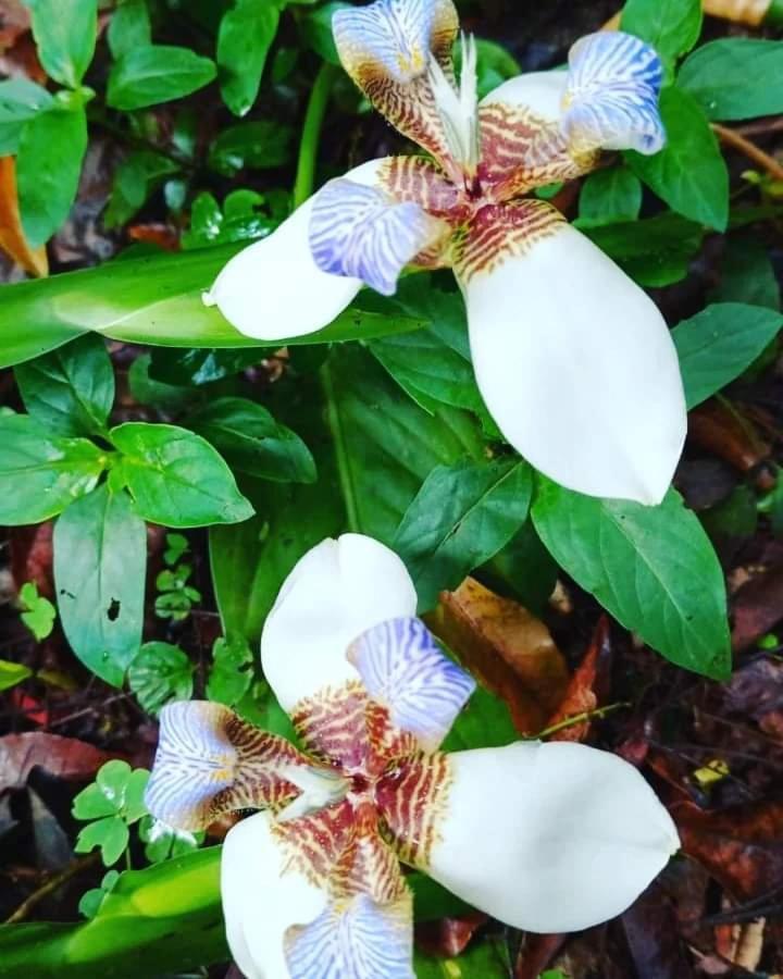 פוארטו איגואסו Posada Maria Iguazu מראה חיצוני תמונה