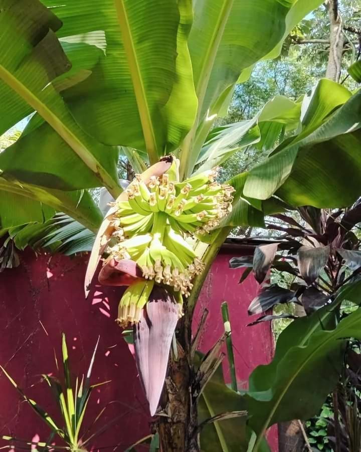 פוארטו איגואסו Posada Maria Iguazu מראה חיצוני תמונה