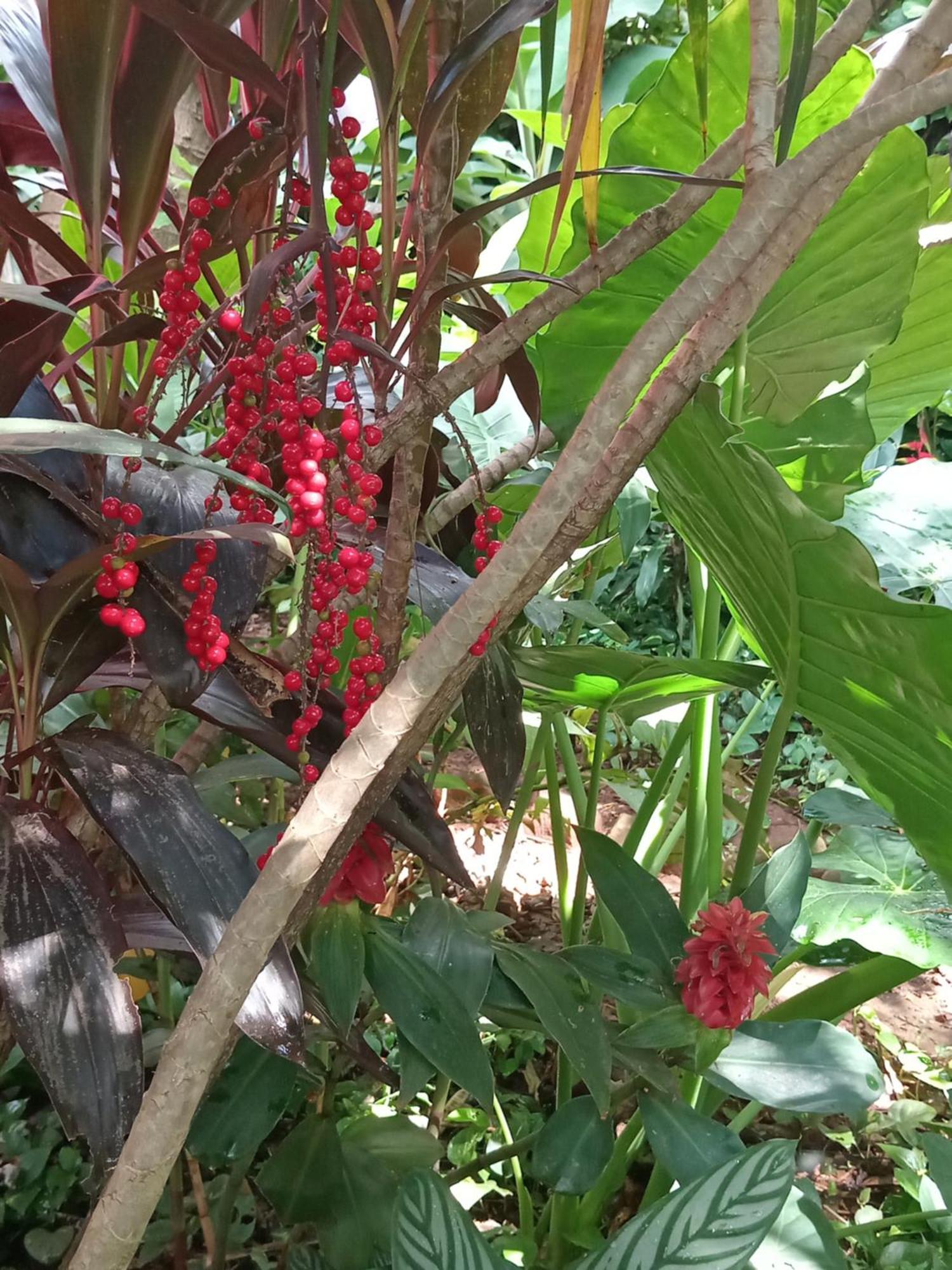 פוארטו איגואסו Posada Maria Iguazu מראה חיצוני תמונה